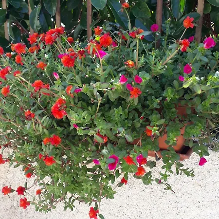Eucalipto Guest house Taranto